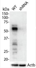 Anti-p53 antibody(AB131442)