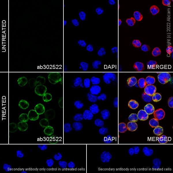 Anti-XCL1+XCL2 antibody [EPR26181-30] (BSA and Azide free)(AB302523)
