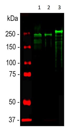 Anti-Neurofilament heavy polypeptide antibody(AB4680)