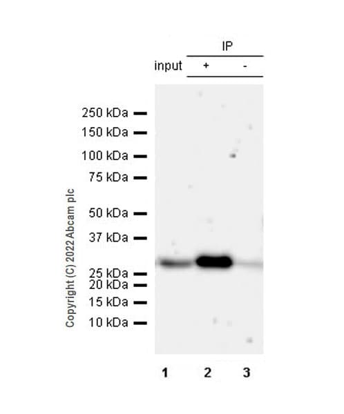 Anti-FADD antibody [EPR5030] - BSA and Azide free(AB229444)
