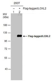 Loxl2 Antibody Ab96233  Western Blot Img445731