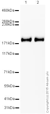 HRP Anti-CD11b antibody [EPR1344](AB204472)