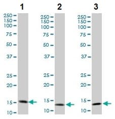 Anti-TOMM20 antibody [4F3] - BSA and Azide free(ab56783)