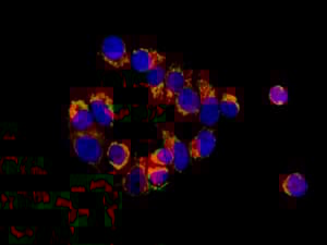 Anti-IGFBP7 antibody [EPR11912(B)](AB171085)