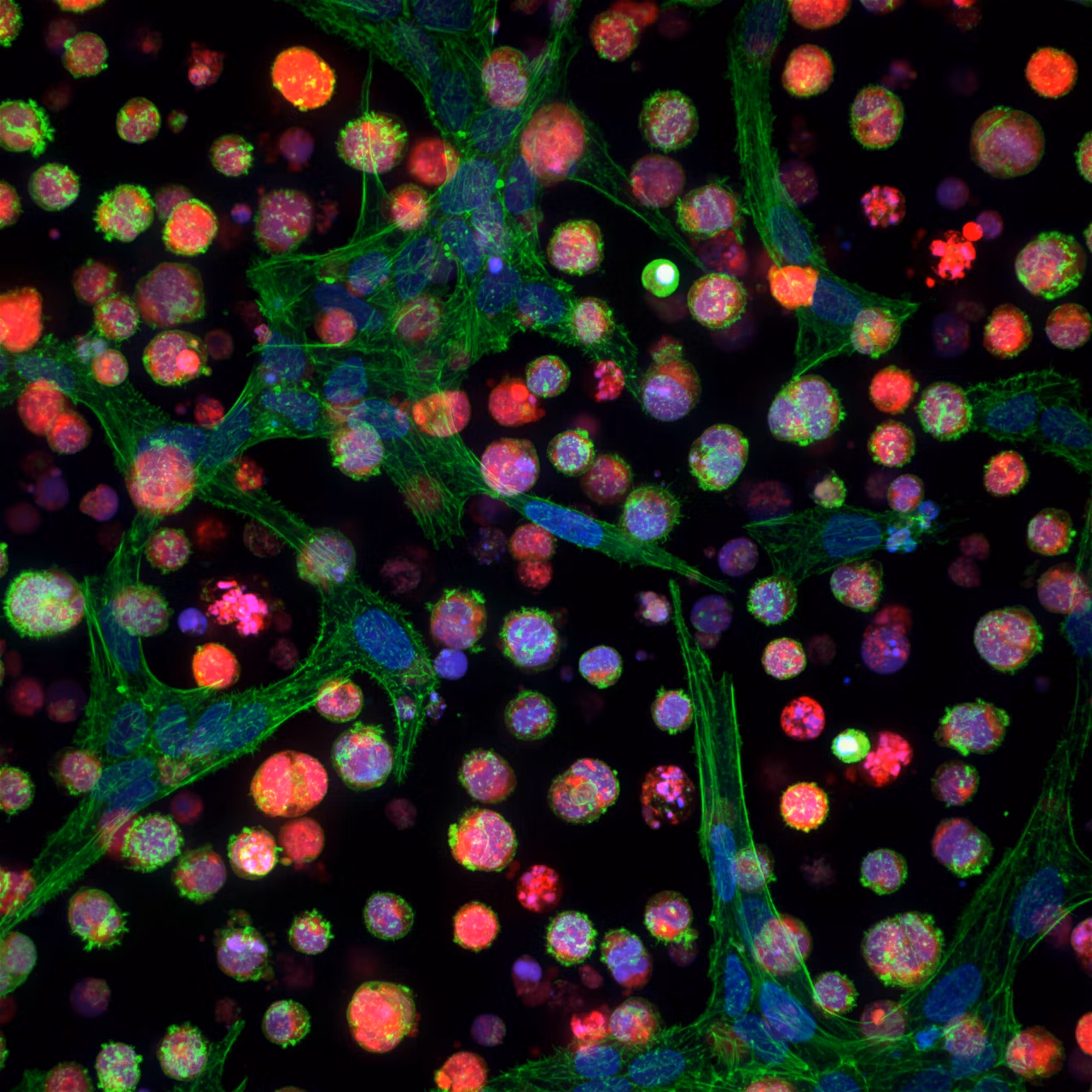 Molecular Devices Micro Confocal Imagexpress Micro Imaging System Image4