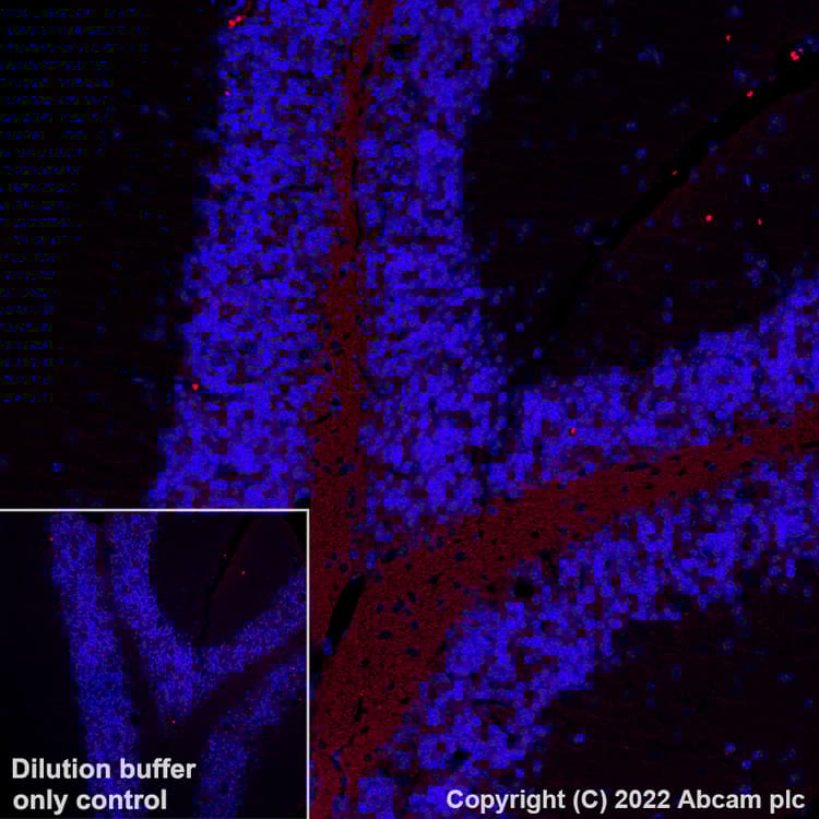 Alexa Fluor® 594 Anti-Myelin oligodendrocyte glycoprotein antibody [EPR22629-310](AB305372)