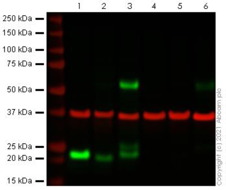 Anti-CD3 antibody [CD3-12](AB11089)