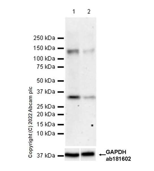 Anti-FGF23 antibody [EPR25309-57](AB307420)