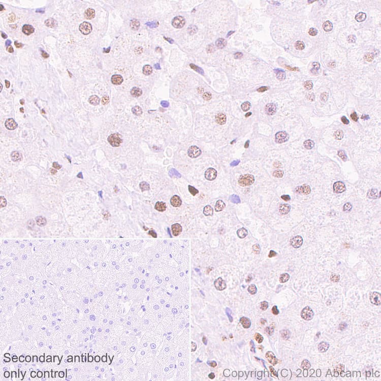 Anti-HDAC1 antibody [EPR23847-170](AB280198)