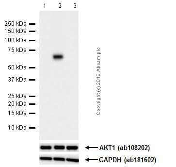 Anti-AKT1 (phospho S473) antibody [EP2109Y](AB81283)