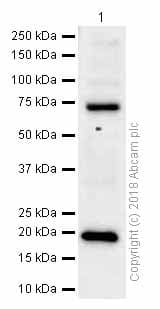 Anti-Glucagon antibody [EP3070](AB92517)