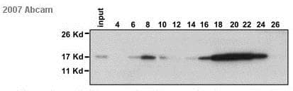 Anti-Histone H2B antibody - ChIP Grade(AB1790)