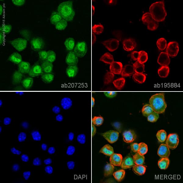 Alexa Fluor® 555 Anti-RUNX1 / AML1+RUNX3+RUNX2 antibody [EPR3099](AB207253)