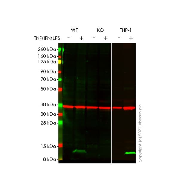 Human CXCL10 (IP10) knockout A549 cell line(ab266971)