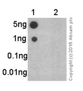 P27 Kip 1 Phospho S10 Antibody Ep2332y Ab62364  Dot Blot Img6031