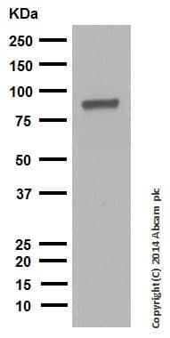 Anti-Dynein intermediate chain 1/DNAI1 antibody [EPR11244-61](AB171964)