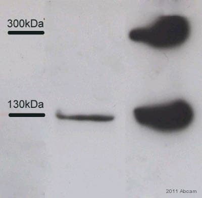 Anti-Collagen III antibody [FH-7A](AB6310)