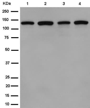 Anti-POLD1 antibody [EPR15118](AB186407)