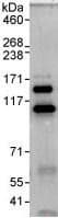 Kiaa1688 Antibody Ab93780  Immunoprecipitation Img98689