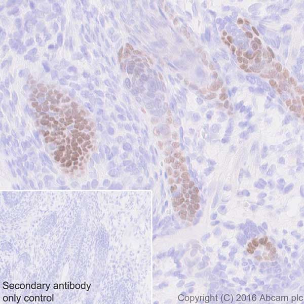 Anti-Lhx2/LH2 antibody [EPR20449] - BSA and Azide free(AB236037)
