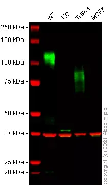 Anti-GAPDH antibody [6C5] - Loading Control(AB8245)