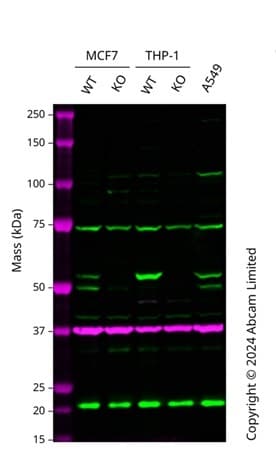 Anti-IRAK4 antibody [2H9](AB119942)