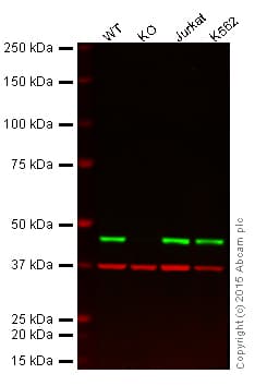 Mek2 Antibody Y78 Ab32517  Western Blot Img140958