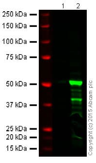 Foxp3 Antibody Epr15038 69 Ab191416  Western Blot Img56000