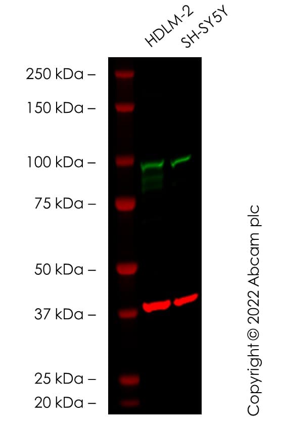 Anti-Transferrin Receptor antibody [EPR20584](AB214039)