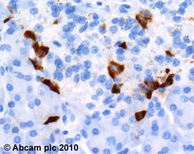 Anti-GLP-1 antibody [8G9](AB26278)