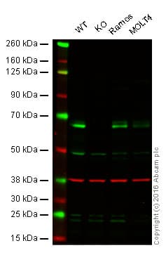 Eif2a Antibody 3a7b11 Ab181467  Western Blot Img2192