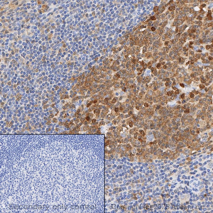 Anti-Caspase-3 antibody [EPR18297](AB184787)