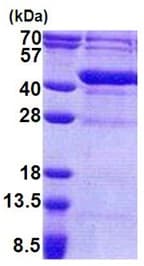 Ab171683  Sds Page Img48434