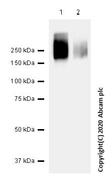 Anti-Polyethylene glycol antibody [PEG-B-47](ab51257)