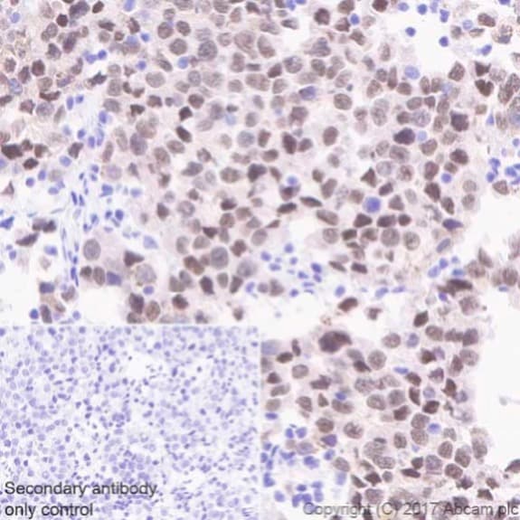 Anti-SOX17 antibody [EPR20684](ab224637)