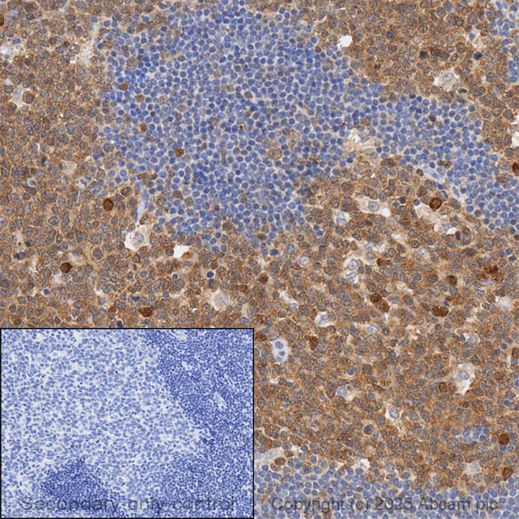 Anti-Caspase-3 antibody [E87](AB32351)