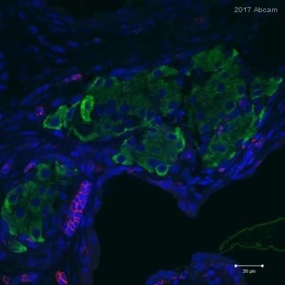 Anti-CD3 epsilon antibody [SP7] - BSA and Azide free(AB205228)