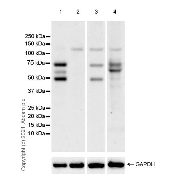 Anti-GRHL2 antibody [EPR24386-76](AB271023)