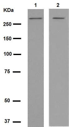 Anti-Talin 2 antibody [EPR2536(2)] - BSA and Azide free(AB247725)