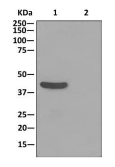 Anti-TUFM antibody [EPR12796(B)](AB175199)