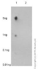 Anti-IRF3 (phospho S386) antibody [EPR2346](AB76493)