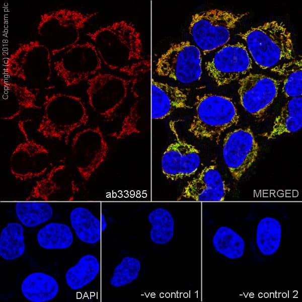 Cox Iv Antibody Mabcam33985 Mitochondrial Marker Ab33985  Immunocytochemistry Immunofluorescence Img124087