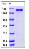 Ab276511  Sds Page Img74290
