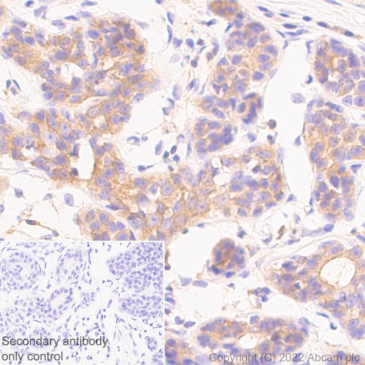 Rab8a Antibody Mjf R22 79 3 Mouse Igg2a Chimeric Bsa And Azide Free Ab307608  Immunohistochemistry Img406198