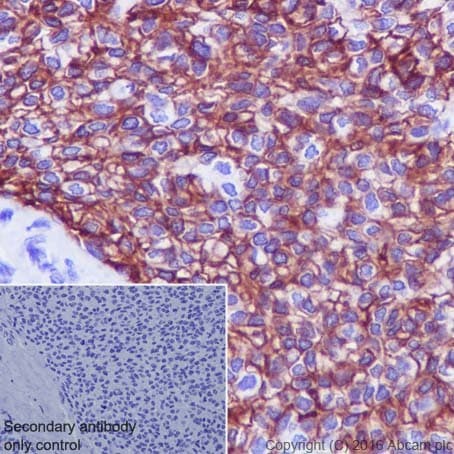 Aquaporin 3 Antibody Epr19932 Ab215853  Immunohistochemistry Formalin Pfa Fixed Paraffin Embedded Sections Img106597