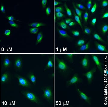 Pd 98059 Mek1 Inhibitor Ab120234  Immunocytochemistry Immunofluorescence Img45155