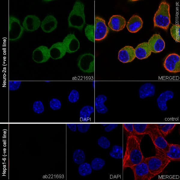 Anti-MAP2 antibody [EPR22036-127](AB221693)