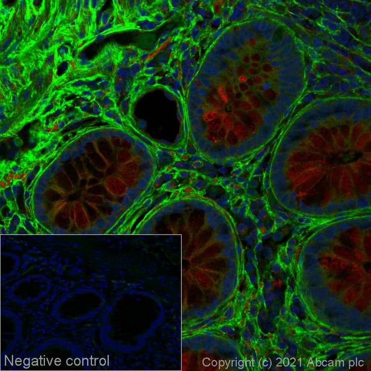 Alexa Fluor® 488 Anti-COL1A2 antibody [EPR24262-52](AB281761)