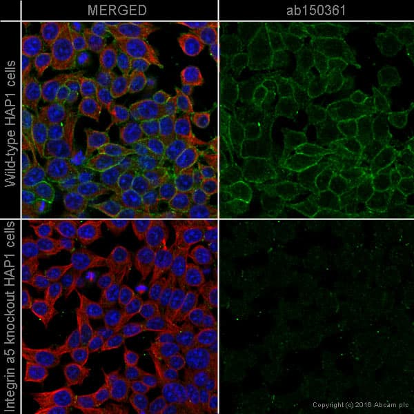 Anti-Integrin alpha 5 antibody [EPR7854] - Low endotoxin, Azide free(AB221606)