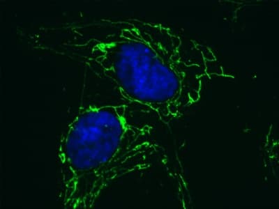 Anti-ATPB antibody [3D5] - Mitochondrial Marker(AB14730)